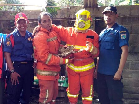 Sudin Gulkarmat Berhasil Evakuasi Sarang Tawon di Rumah Warga 