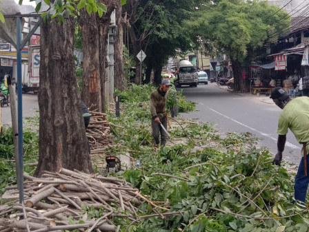 20 Pohon Rawan Tumbang di Jl KRT Radjiman Cakung Ditoping