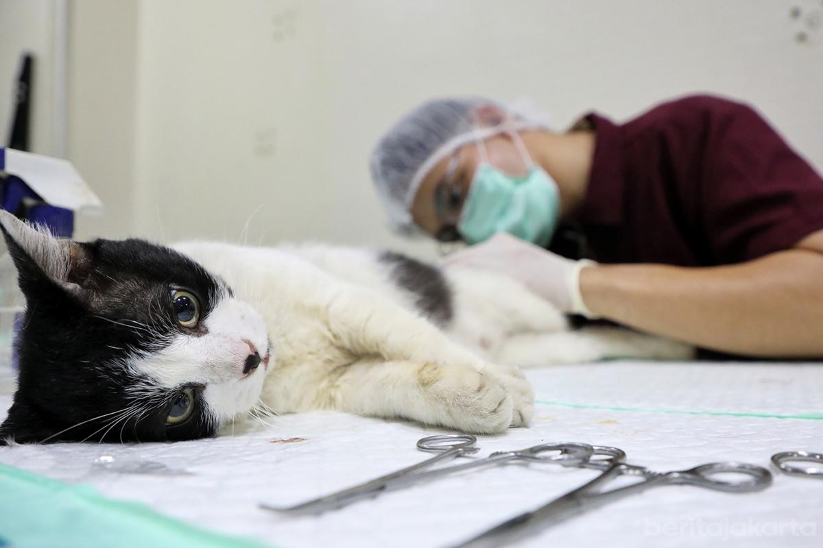 Sterilisasi kucing otoy
