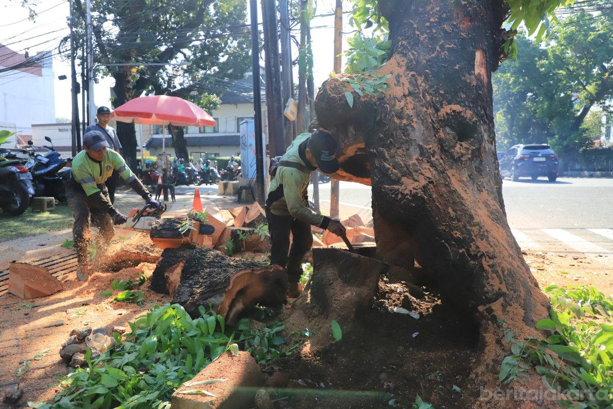 Pemangkasan pohon keropos jaksel