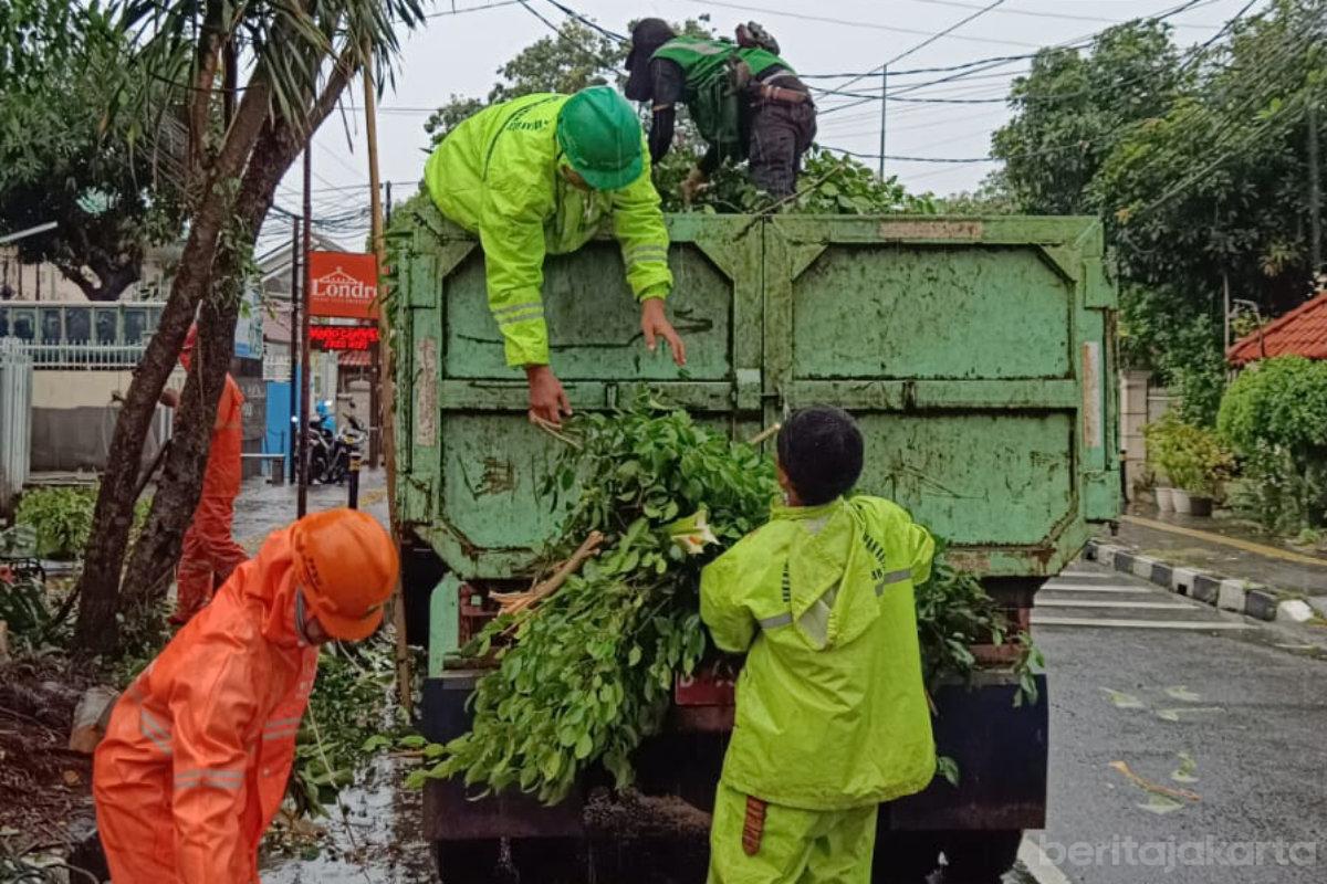 Pohon sempal musim ujan jaktim