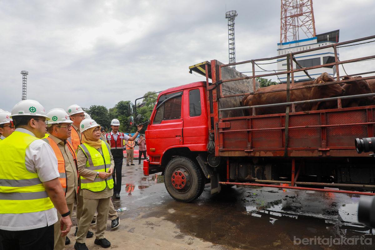 Gub sapi impor darmajaya