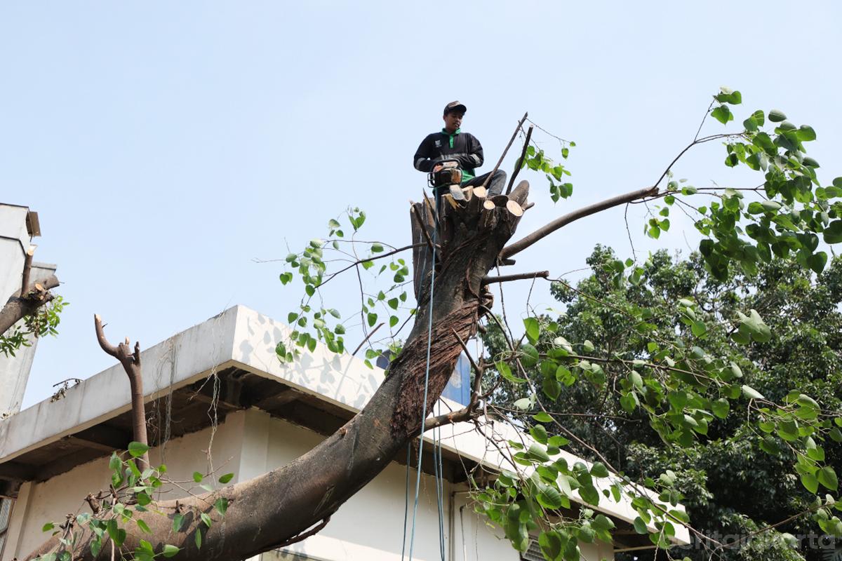 Pangkas pohon toping Kantor UPT PPA jaktim otoy2