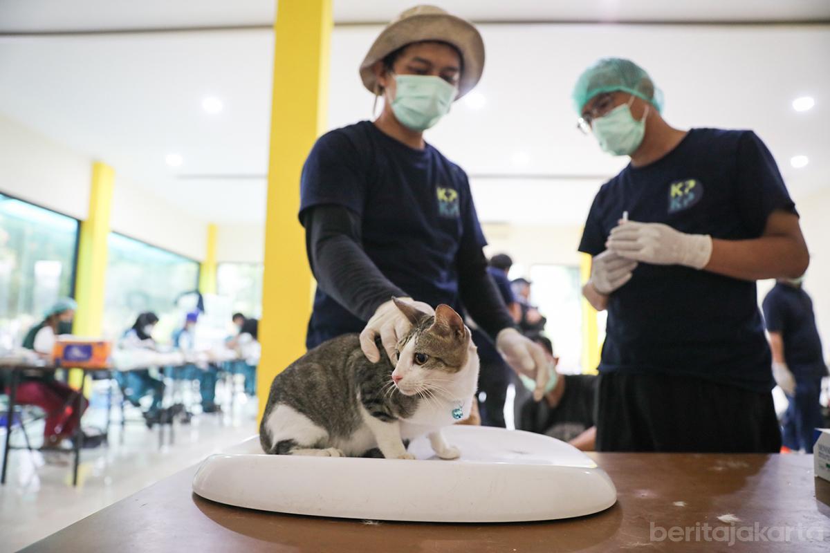 Sterilisasi kucing jati2