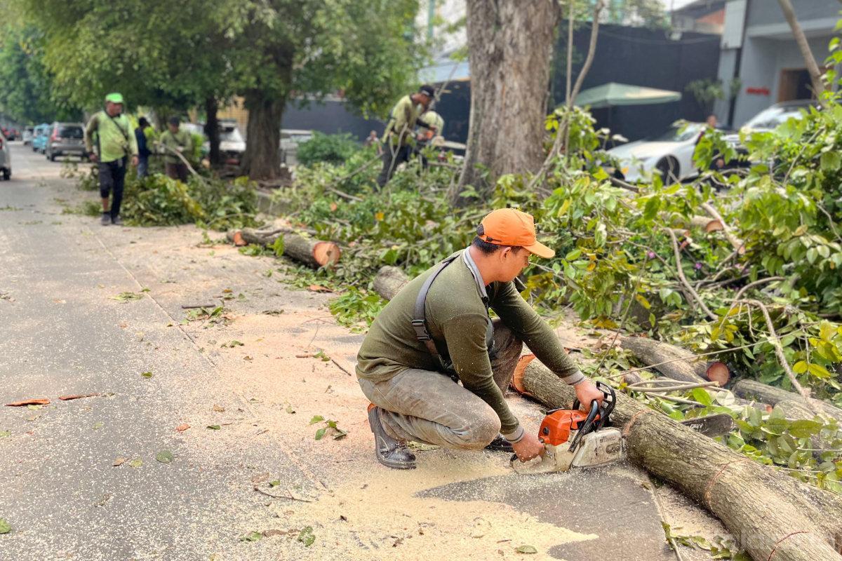 10 Pohon Rawan Tumbang di Kecamatan Mampang Prapatan Dipangkas