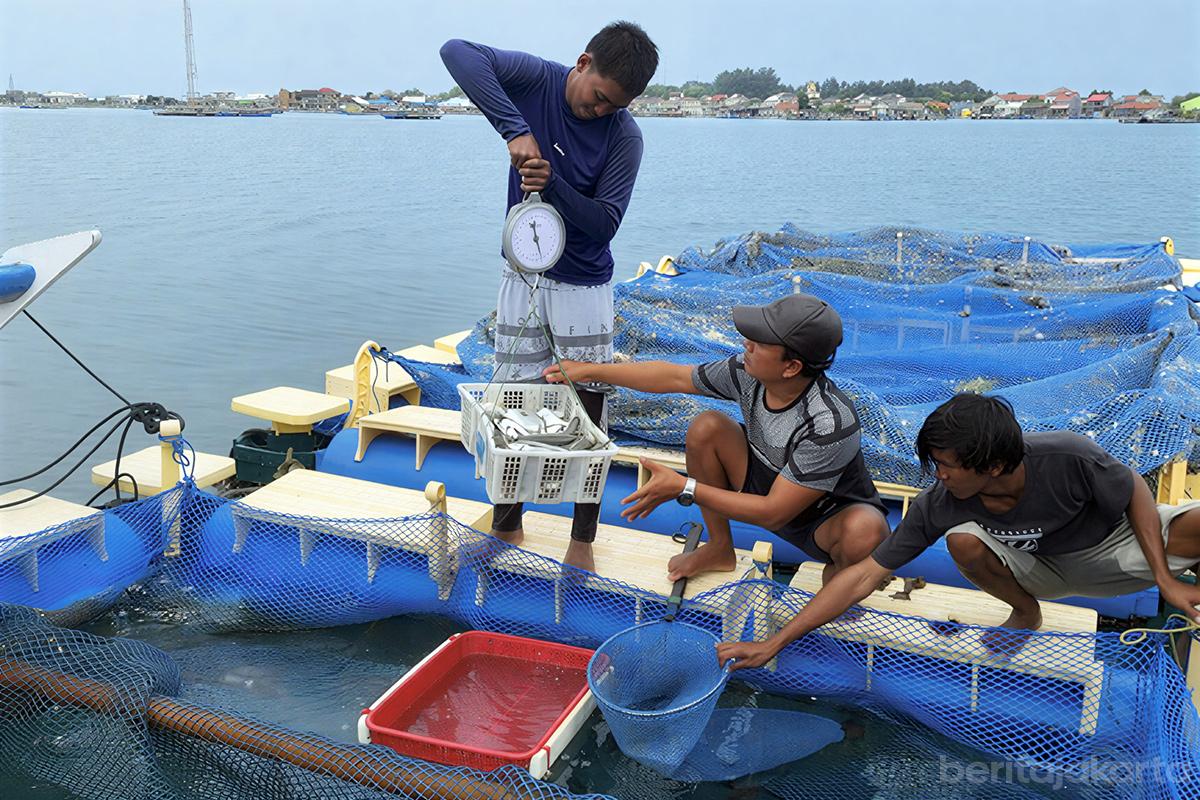 Budidaya ikan pulau dok2