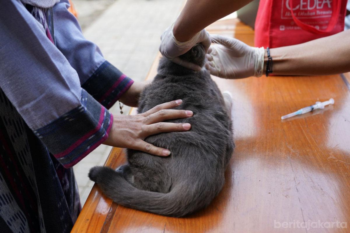 87 HPR di Manggarai Selatan Divaksinasi Rabies