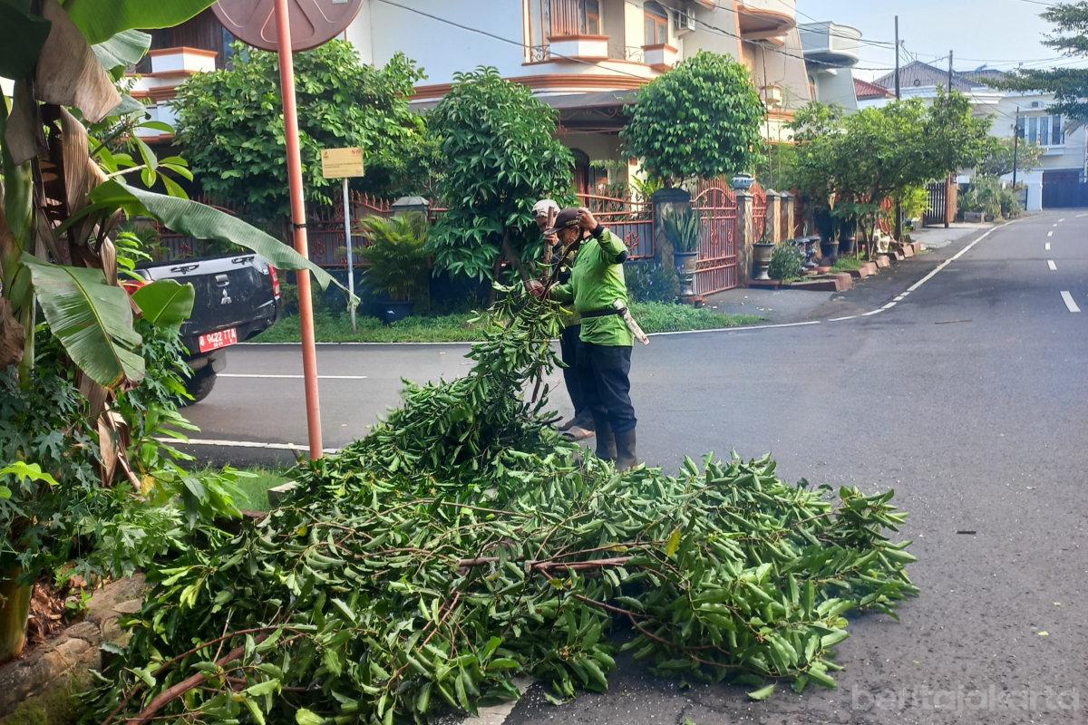 Pohon Tumbang di Kelurahan Jati Berhasil Dievakuasi Satgas Hijau