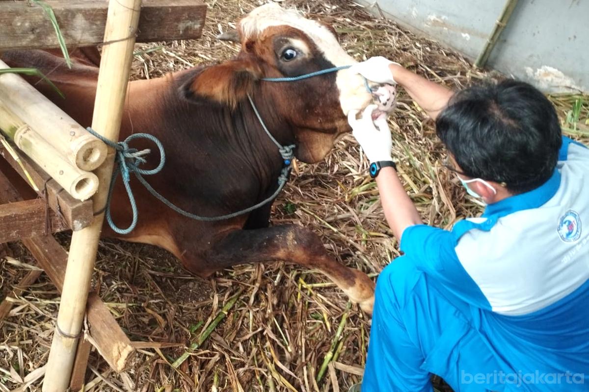 Pemeriksaan hewan kurban jaksel tiyo