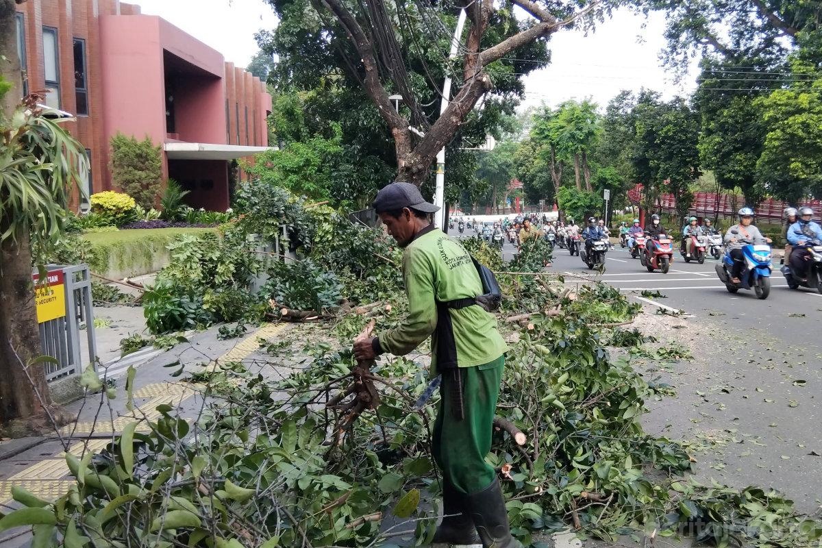 Pohon tumbang jaksel tiyo