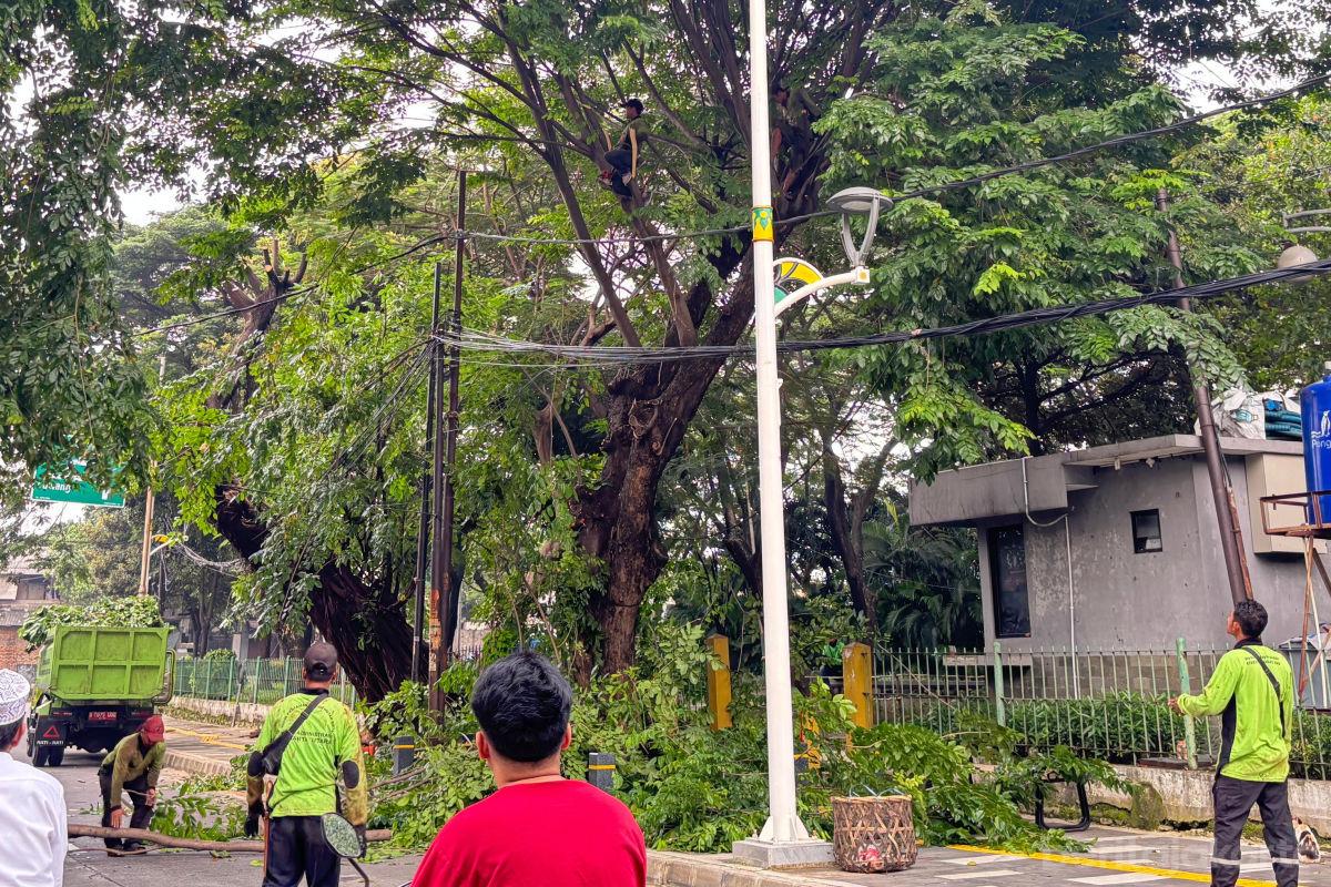 Pohon rawan tumbang jakut anita