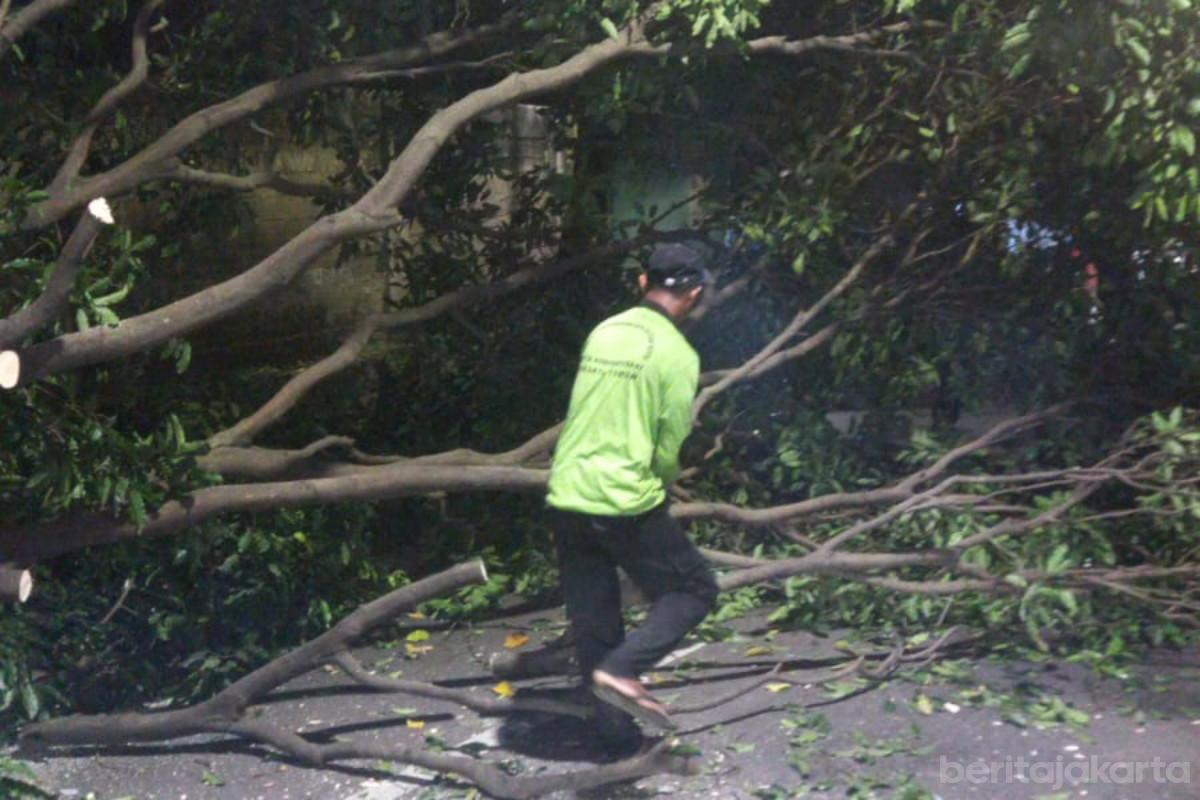 Dua Pohon Tumbang di Jaktim Berhasil Dievakuasi Satgas Hijau