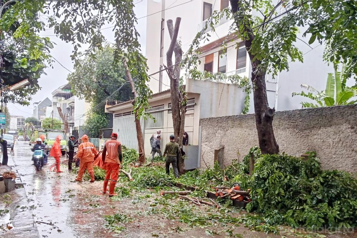 Pangkas pohon angsana budi