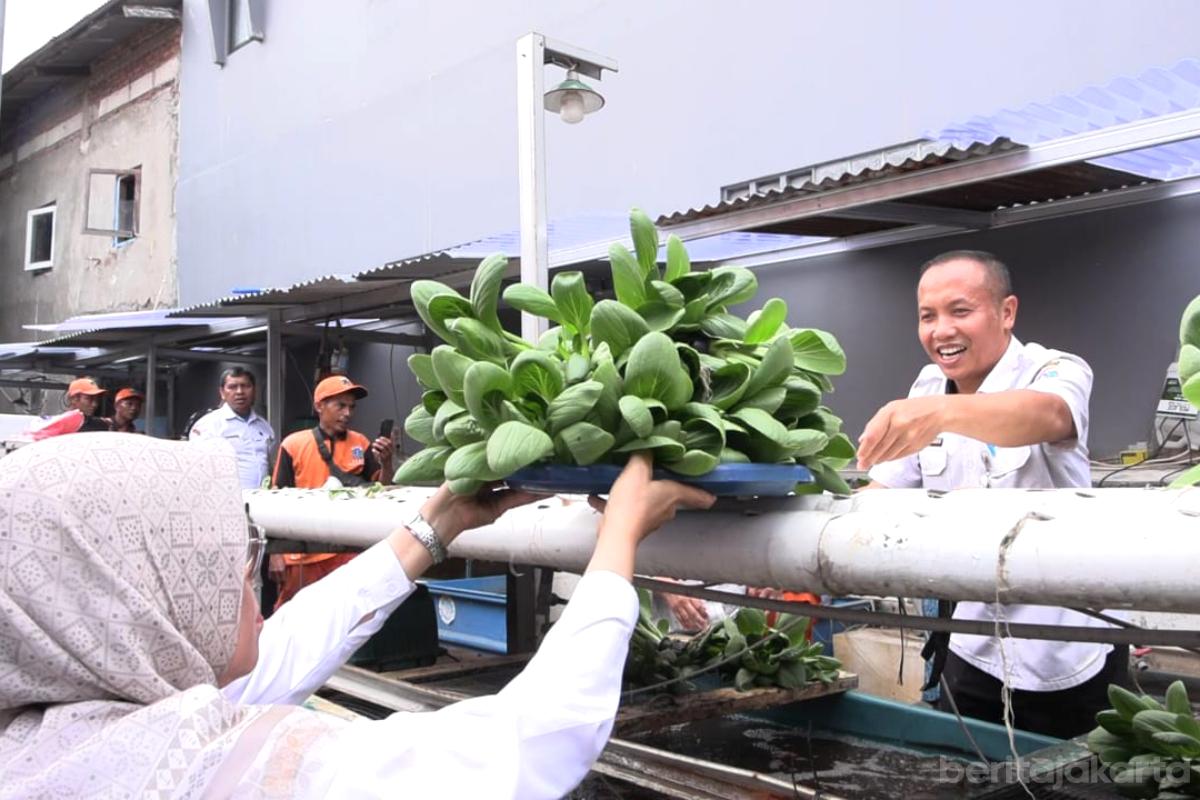 Krukut Mini Farm Panen Pakcoy dan Nila budi