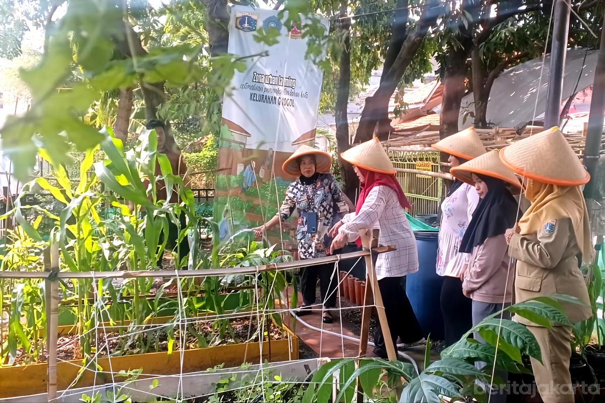 Urban farming grogol budi