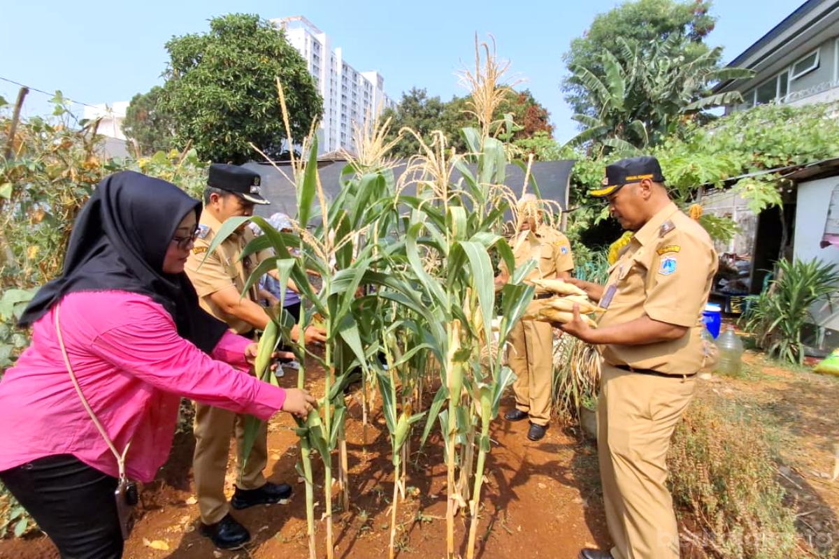 Panen Jagung Bawang di Pesanggrahan tiyo