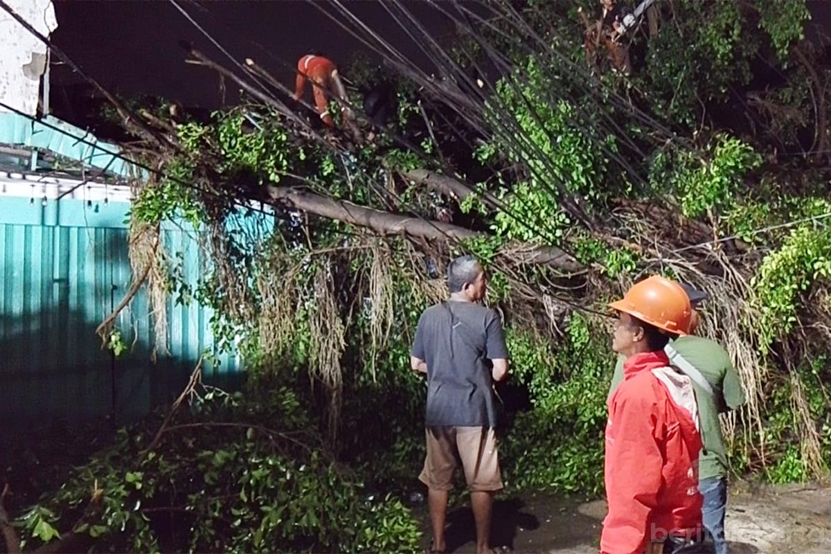 Pohon sempal tumbang jaktim