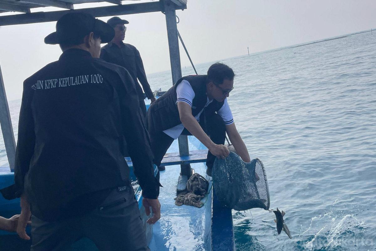183 Ekor Ikan Napoleon Dilepas di Perairan Pulau Panggang