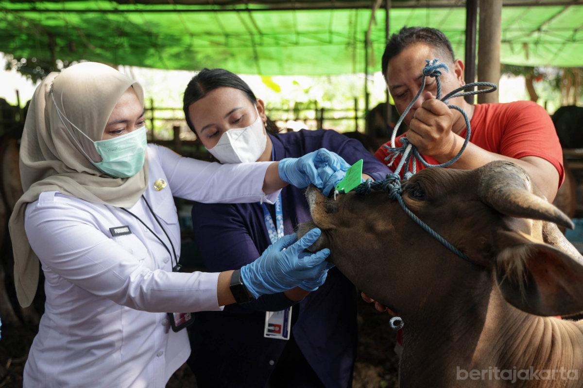 Pemeriksaan Kesehatan Hewan Kurban Jelang Idul Adha