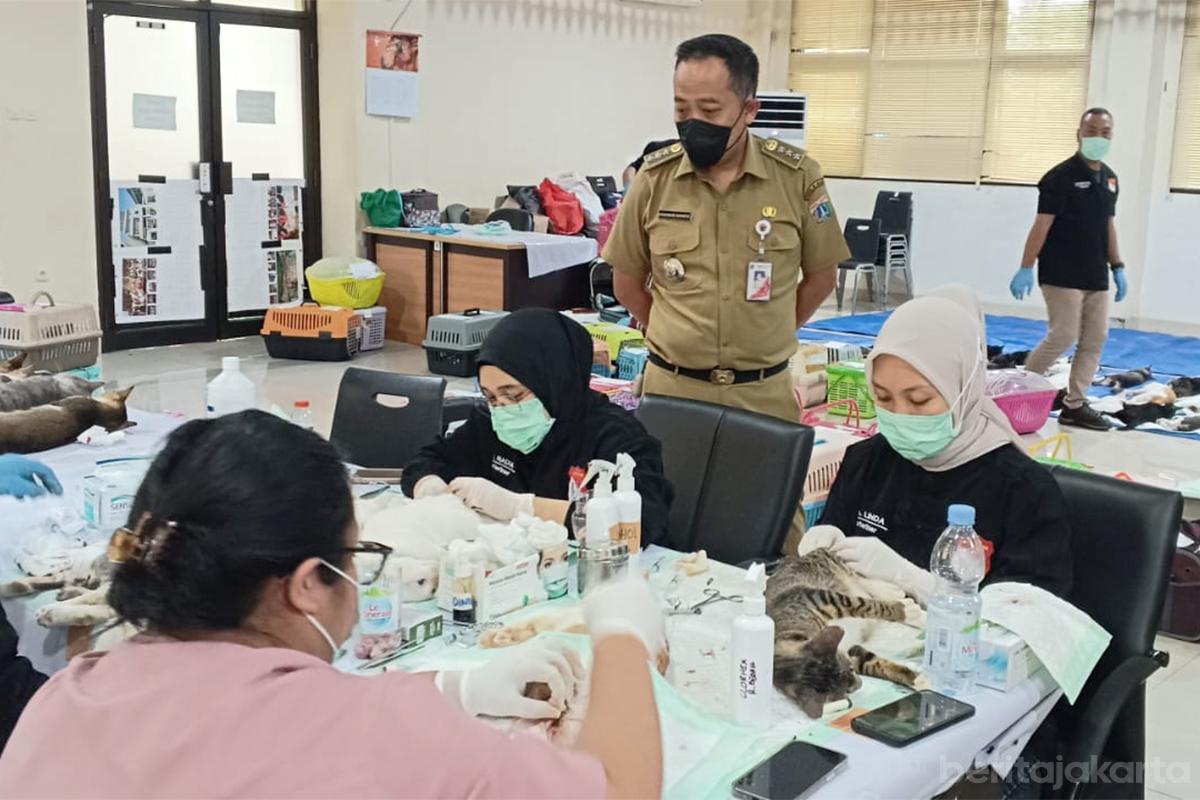 Sterilisasi kucing palmerah budi