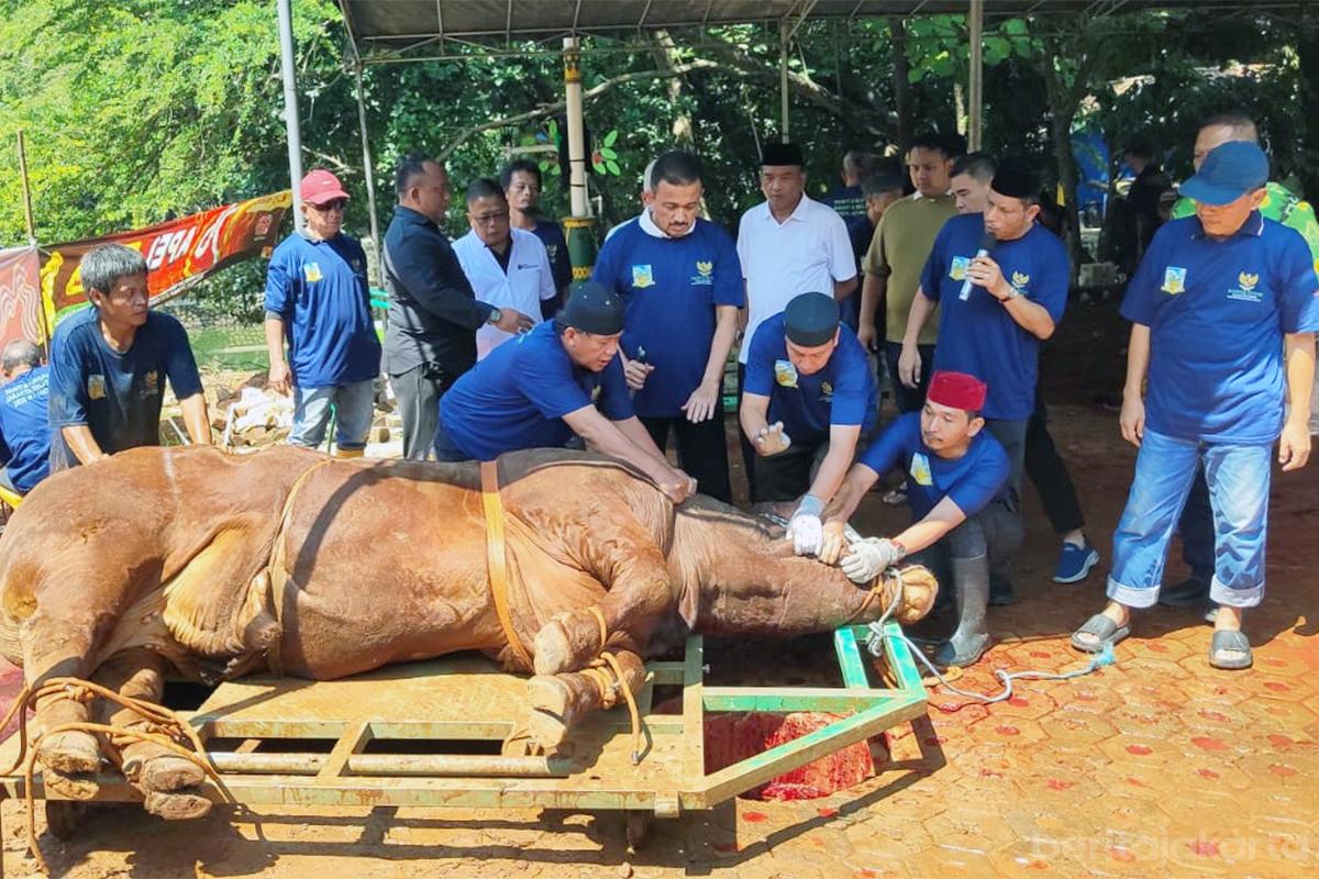 Walikota jaksel anwar kurban sapi tiyo