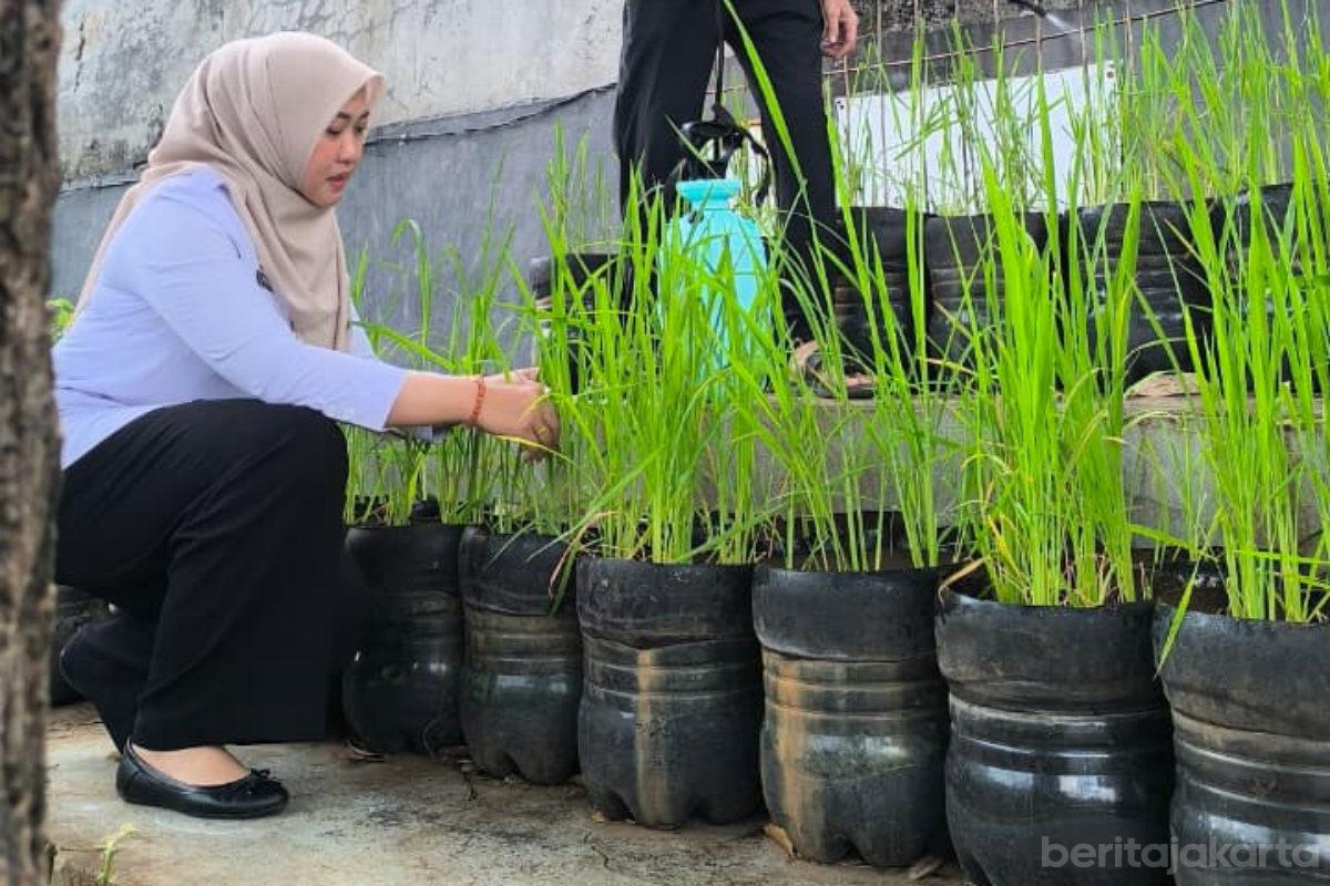 Budidaya padi galom pasming tiyo