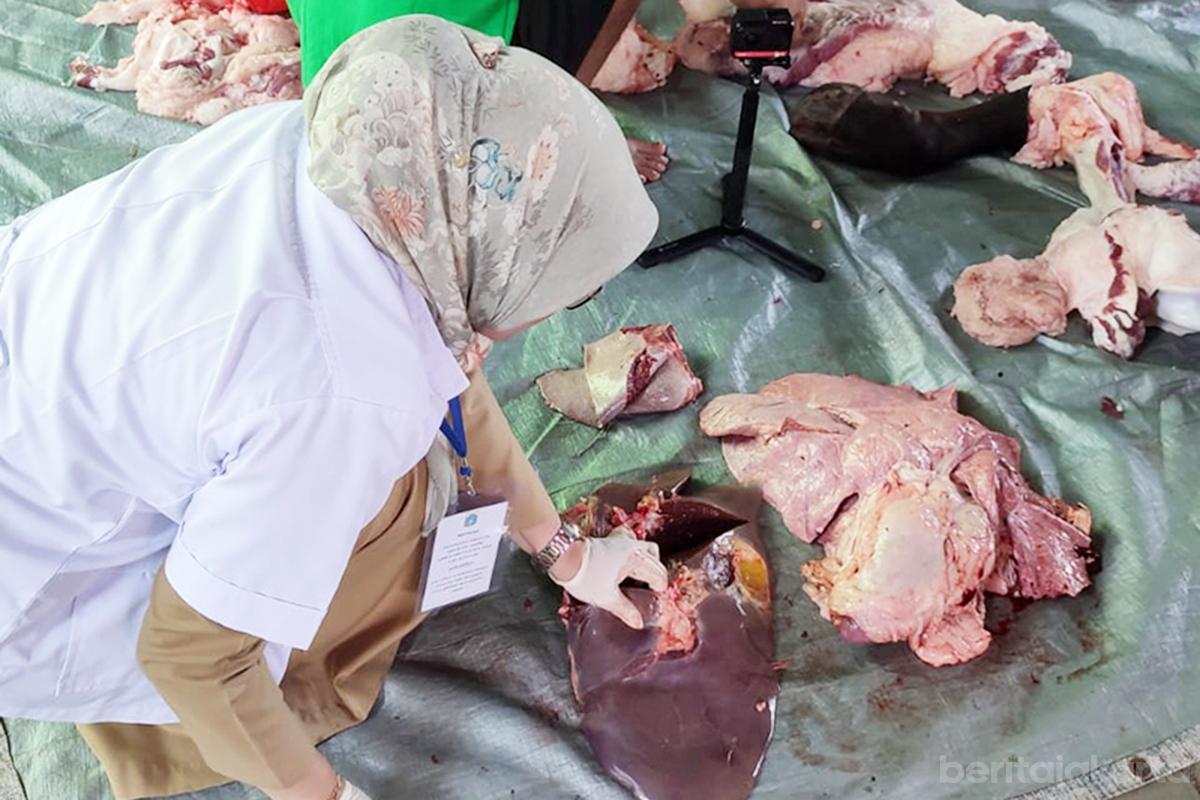 Daging kurban nur