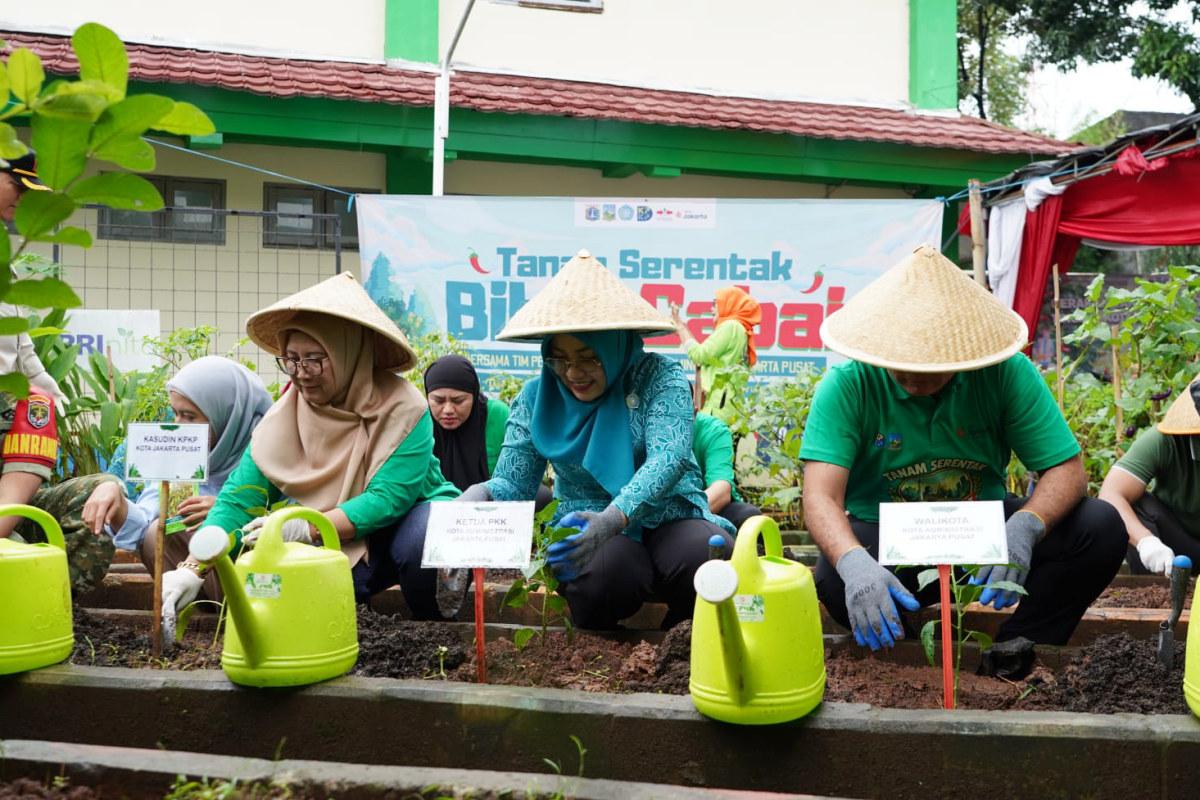 Tanam serentak jakpus arifin