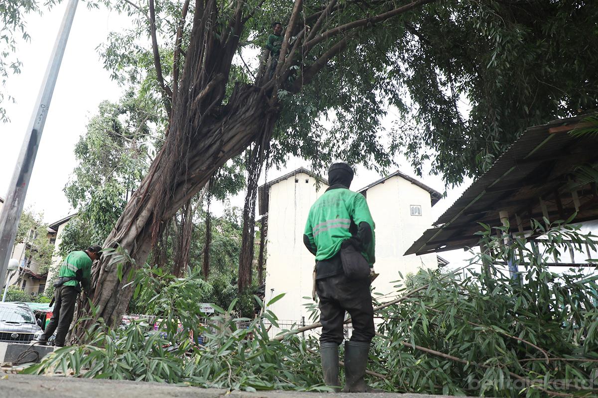 Pohon rawan tumbang jakpus tresna