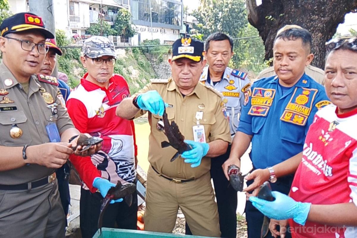 Ikan sapu2 matraman nurito