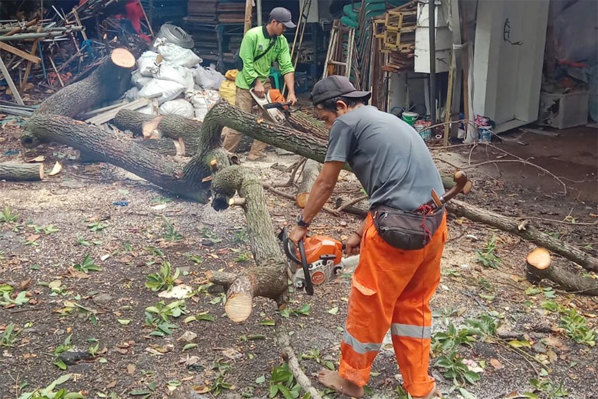 Pohon tumbang jaktim nur2
