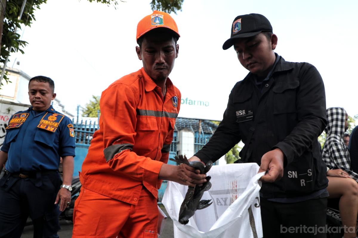 Ikan sapu sapu jaktim otoy