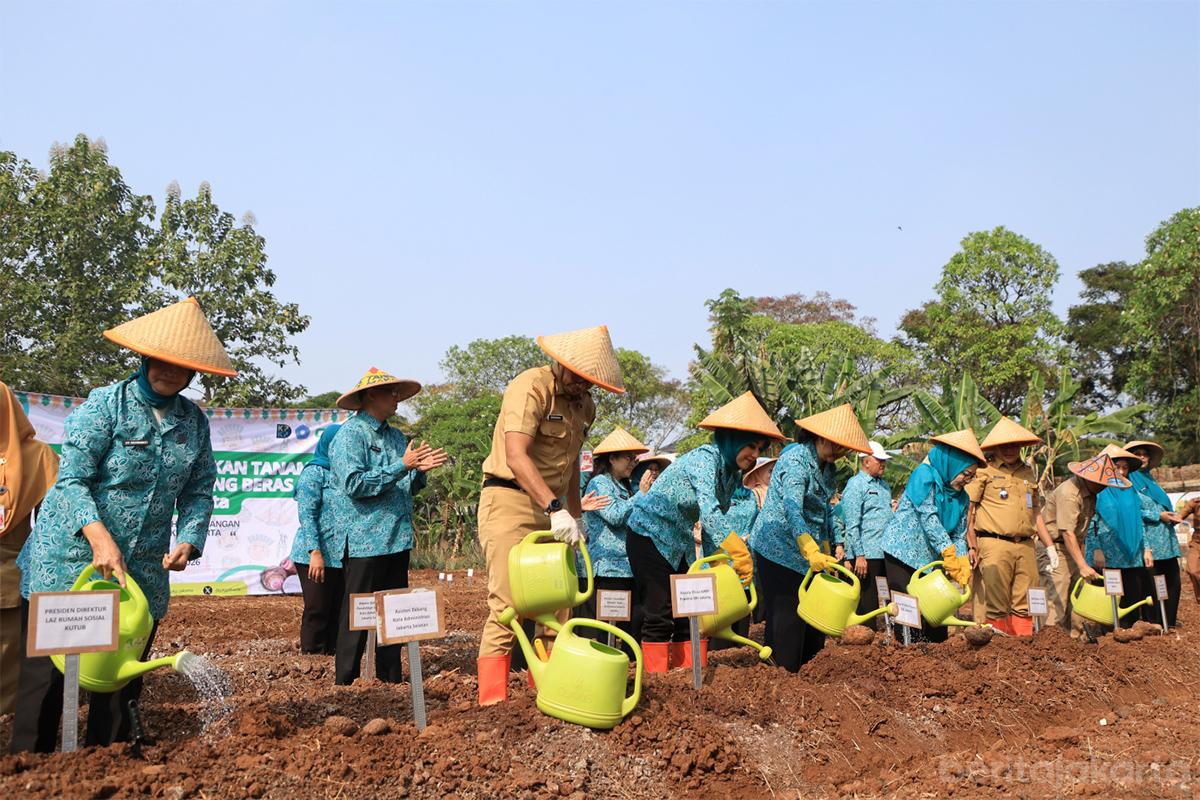 Tanam serentak tanaman pangan jakpus folmer