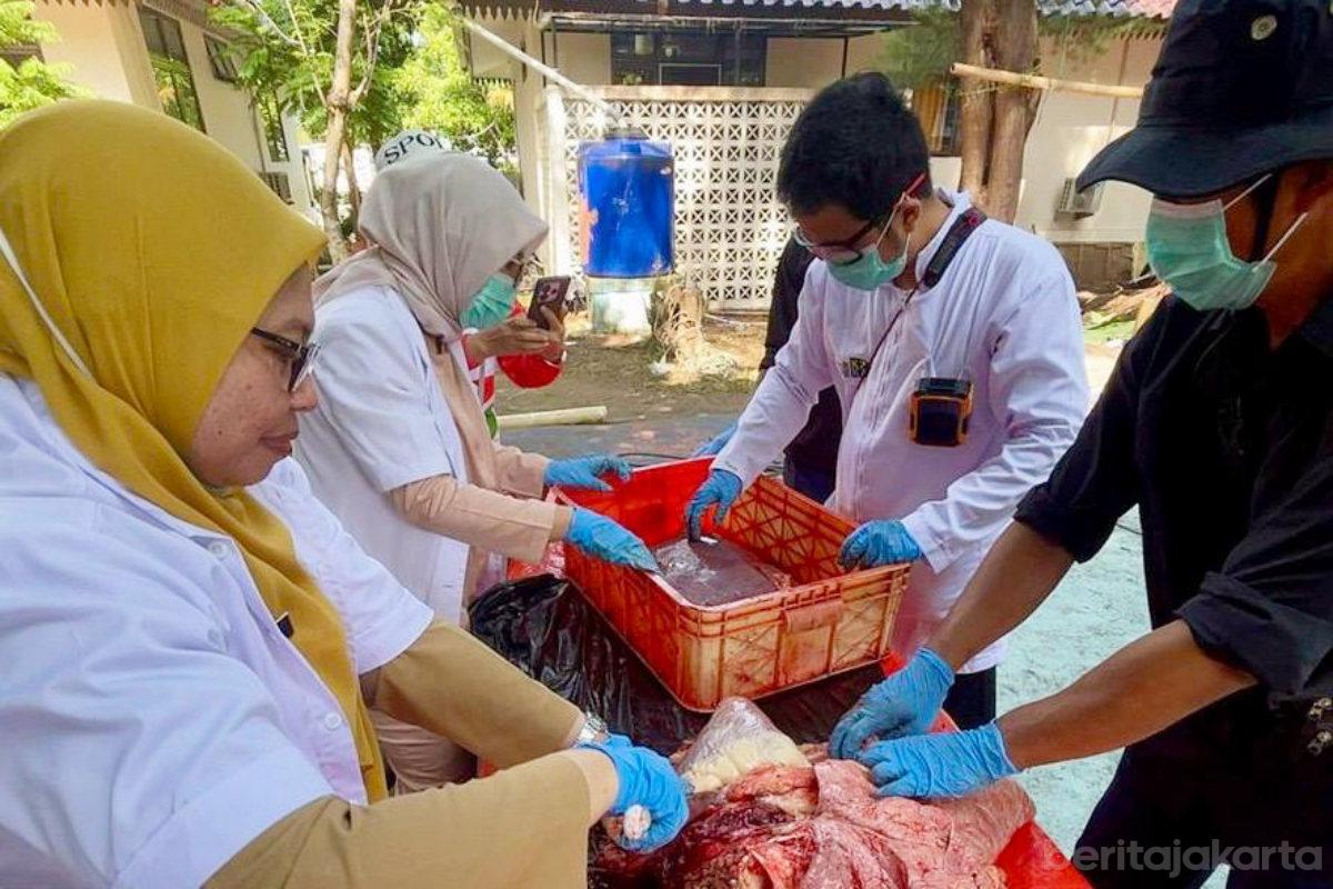 19 Kilogram Organ Hewan Kurban Tak Layak Konsumsi Dimusnahkan