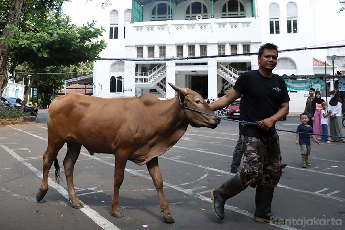Sapi Kurban dok