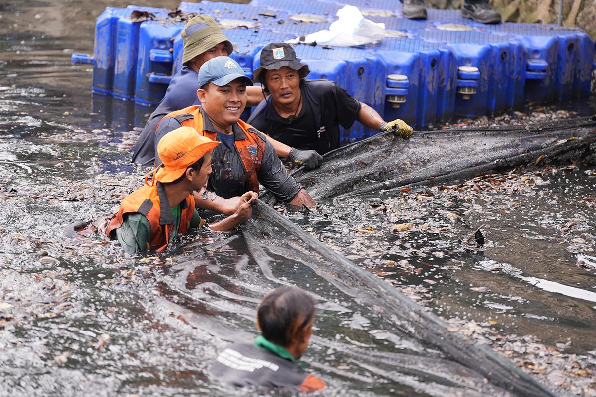 Ikan sapu sapu reza ist2