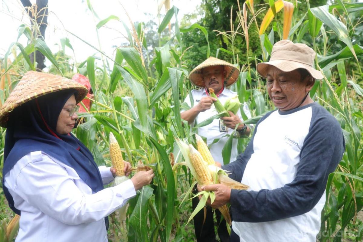 Tanaman pendamping beras anita doc