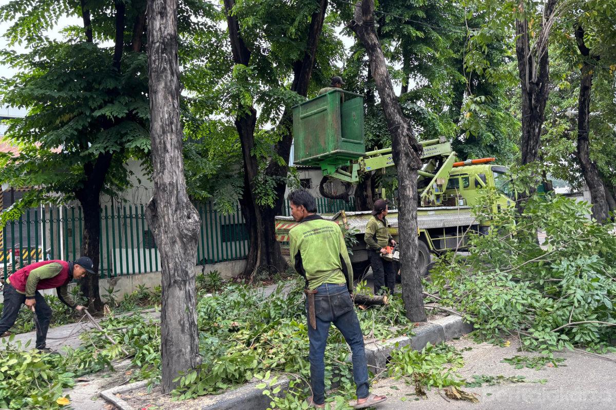 5.157 Pohon di Jakut Sudah Ditoping