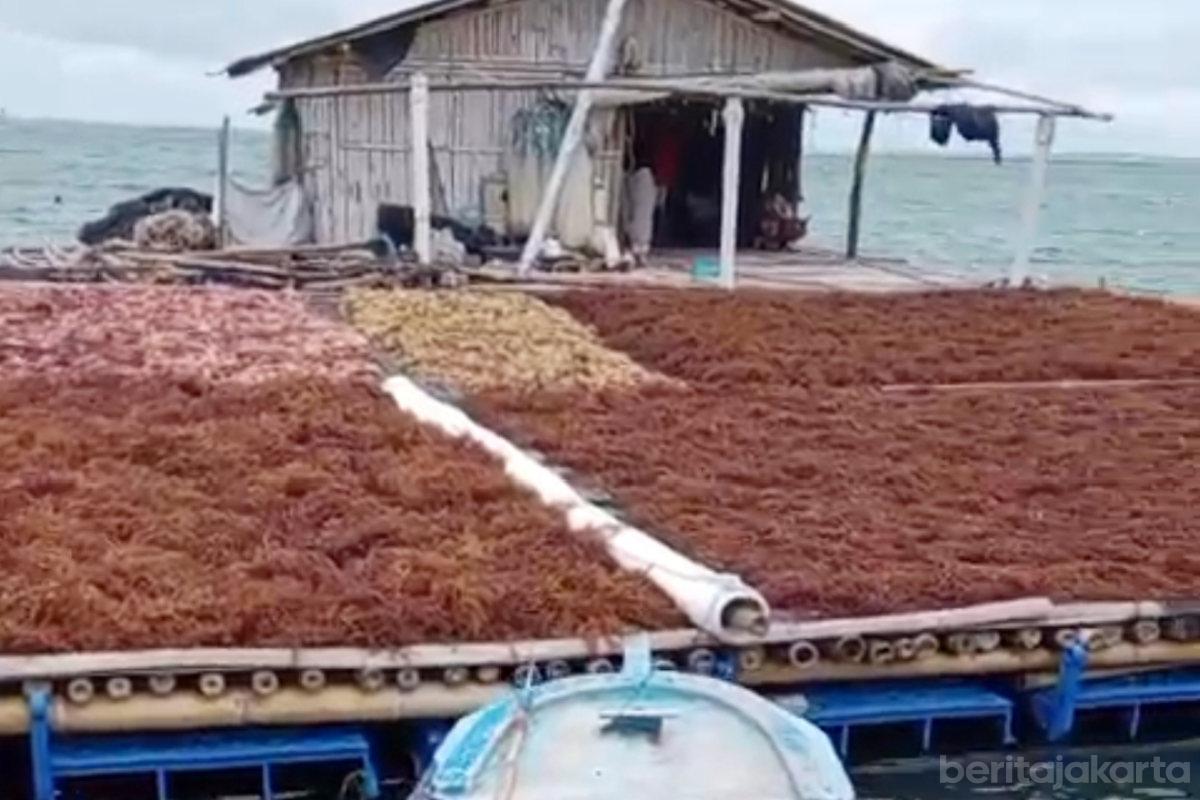 Kelompok Budidaya di Pulau Pari Panen 6 Ton Rumput Laut
