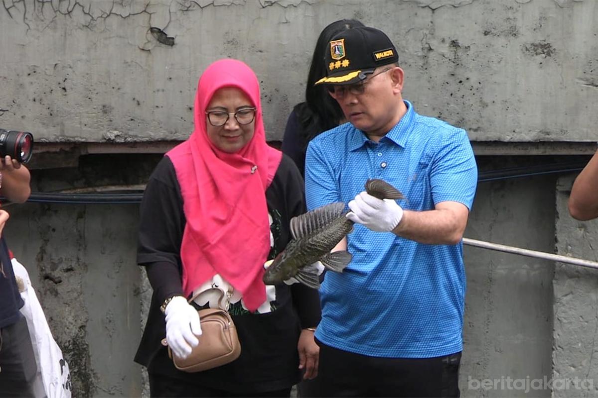 Walikota jakpus arifin ikan sapusapu folmer