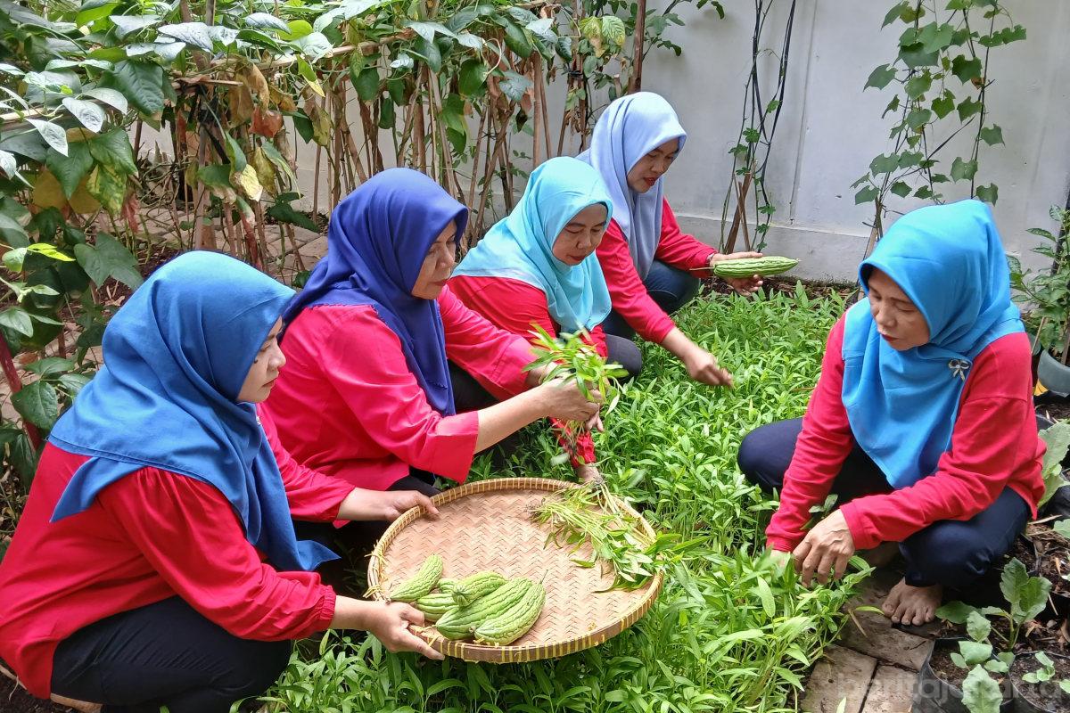 Urban Farming Rudin Lurah Tanjung Duren Selatan Panen 14 Kilogram Sayuran