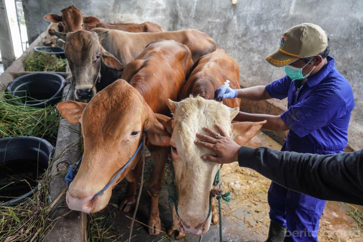 Sudin KPKP Jakut Periksa Kesehatan Sapi Rorotan