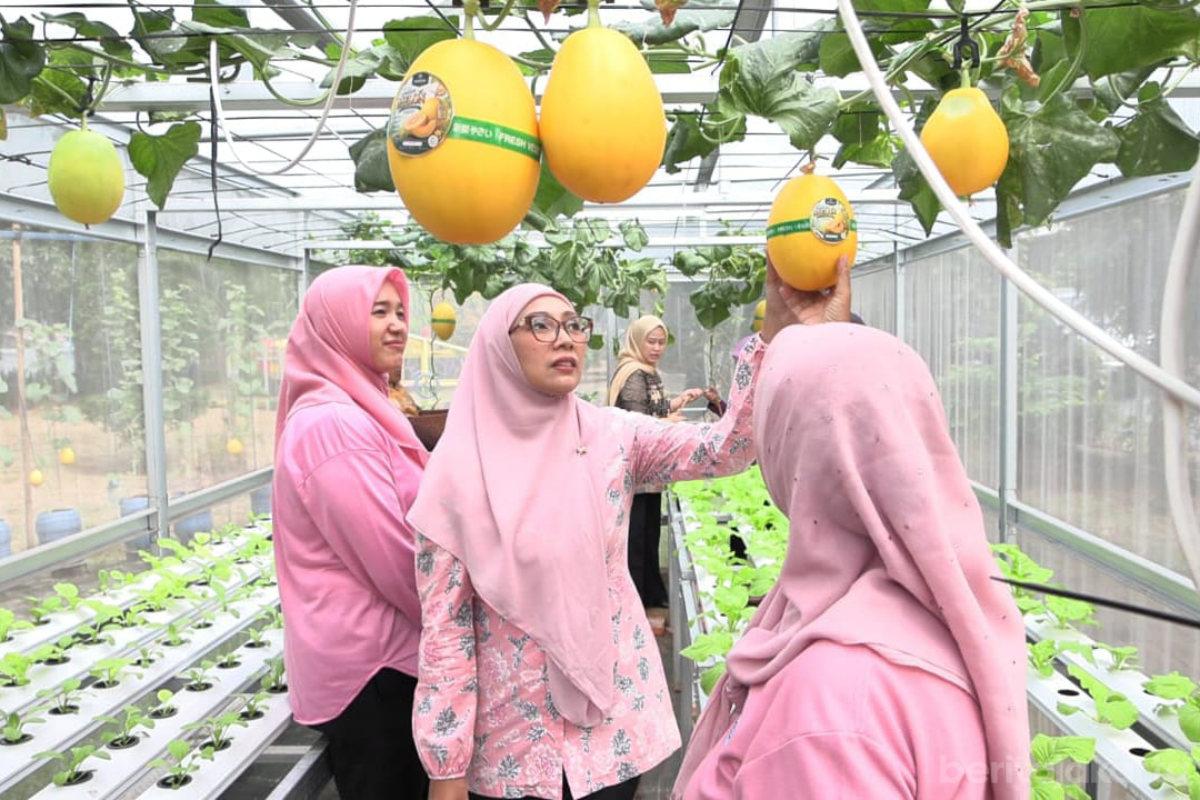 Urban Farming RPTRA Manuver Panen 25 Kilogram Golden Melon