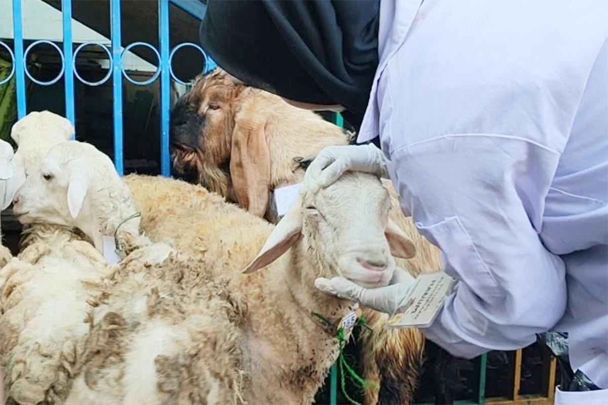 Sudin kpkp jakpus hewan kurban ist