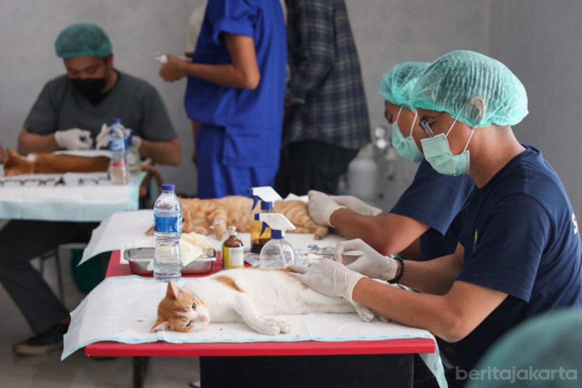 Sterilisasi kucing otoy