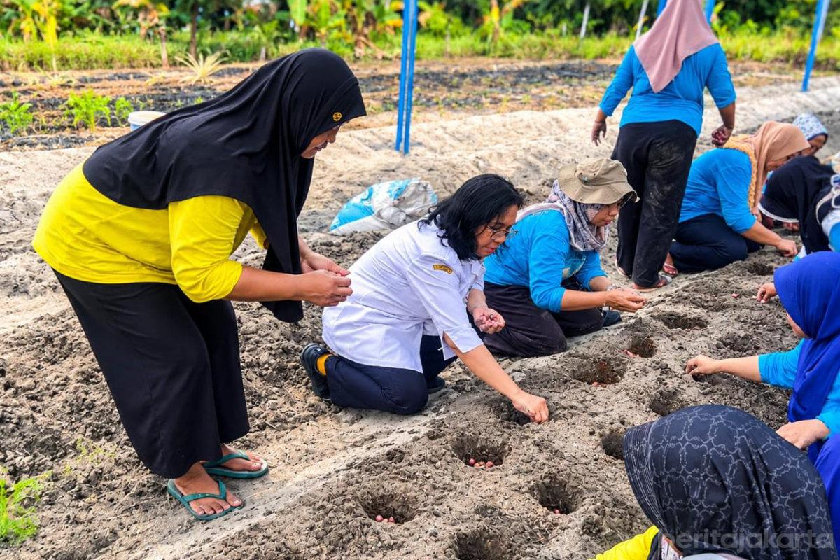 Sudin KPKP Kepulauan Seribu Tanam Bawang Merah di Pulau Pari
