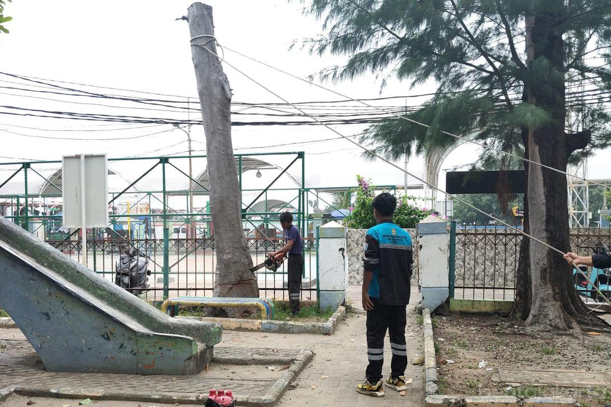 Pohon Rawan Tumbang Pulau Kelapa Ditebang