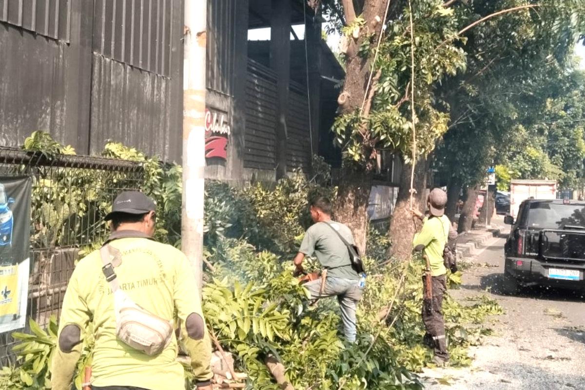 Pemangkasan Lima Pohon di Jalan Lapangan Tembak Rampung