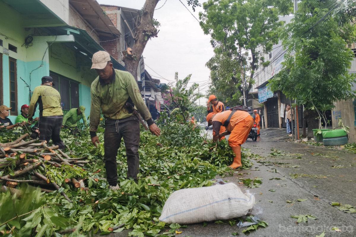 Pohon Angsana Rawan Tumbang di Jalan Hadiah Jelambar Dipangkas