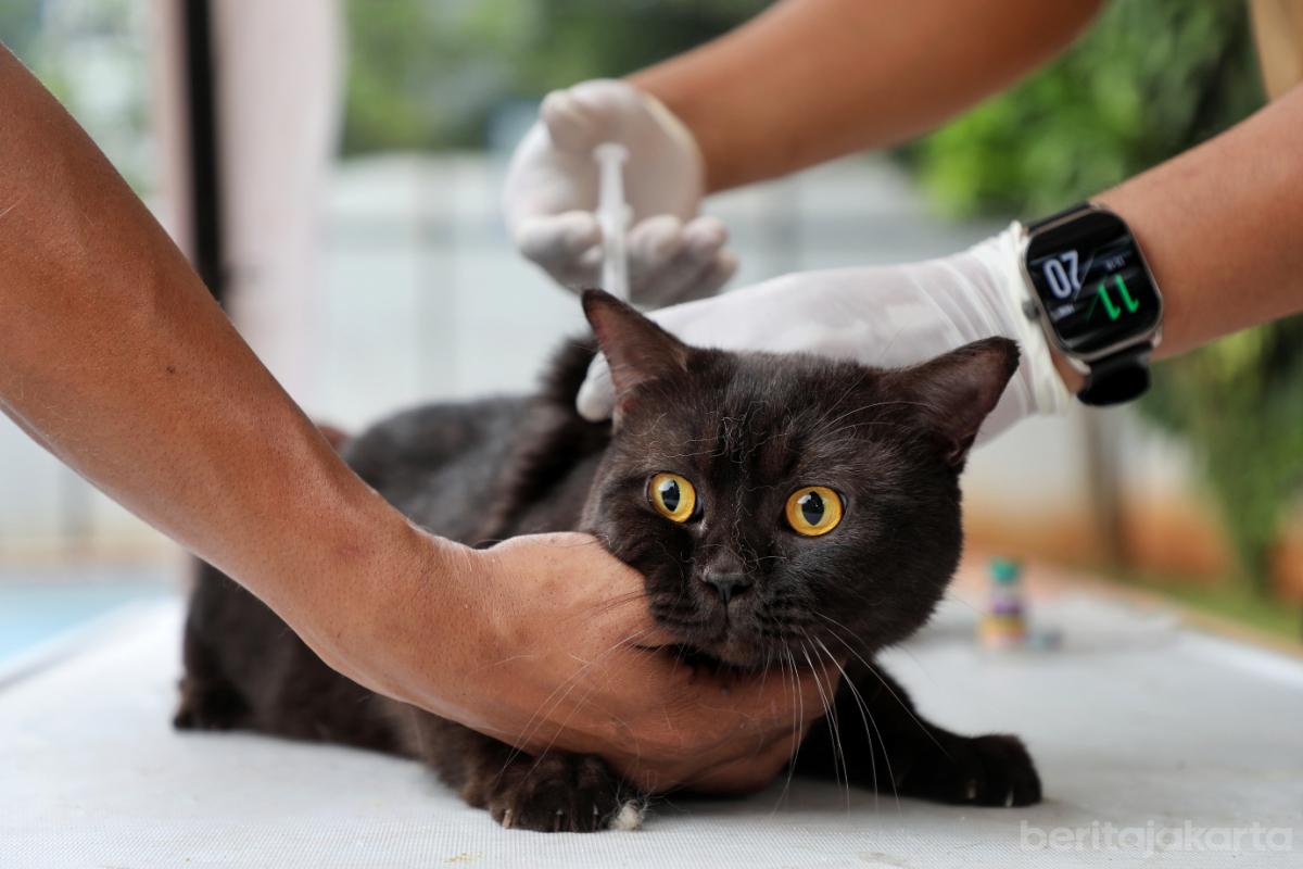 Vaksinasi Rabies HPR Jakpus doc